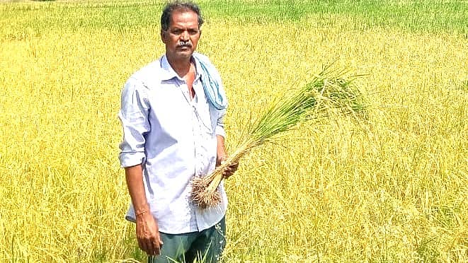 ಚಳ್ಳಕೆರೆಯ ಚಿತ್ರಯ್ಯನಹಟ್ಟಿ ಪ್ರಗತಿ ಪರ ರೈತ ಯುವಪಾಳೇಗಾರ ಲಕ್ಷ್ಮಣ್ ಭತ್ತದ ಪೈರಿನ ಜೊತೆ