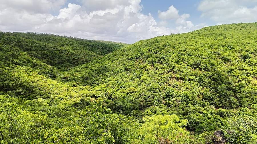 <div class="paragraphs"><p>ಹಾವೇರಿ ಜಿಲ್ಲೆಯ ರಟ್ಟೀಹಳ್ಳಿ ತಾಲ್ಲೂಕಿನ ಗುಡ್ಡದಮಾದಾಪುರ ಬಳಿ ಹಸಿರಿನಿಂದ ಕೊಂಗೊಳಿಸಿದ ಅರಣ್ಯ ಪ್ರದೇಶ</p></div><div class="paragraphs"></div><div class="paragraphs"><p><br></p></div>