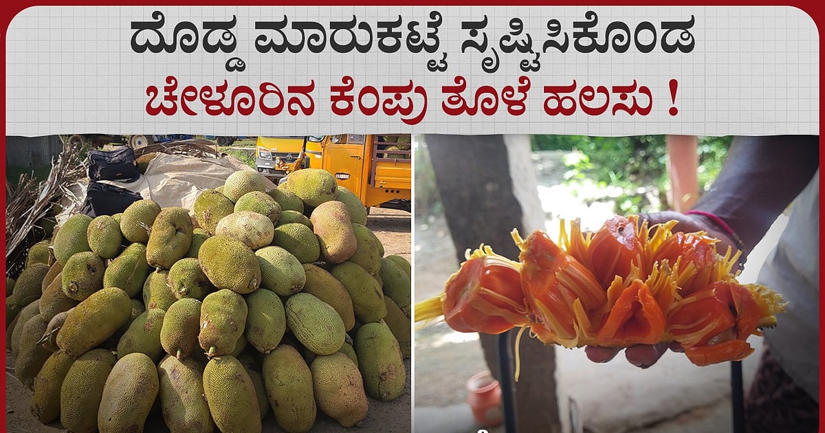 Chelur is the largest jackfruit market in South India.