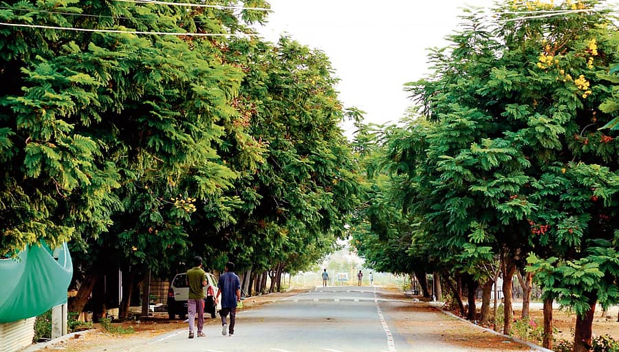 ರಸ್ತೆಯ ಇಕ್ಕೆಲಗಳಲ್ಲಿ ಗಿಡಗಳ ಸಾಲು