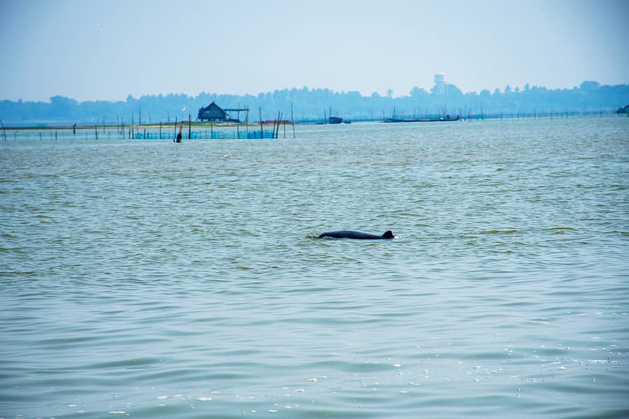 ಸರೋವರದಲ್ಲಿ ಕಂಡ ಡಾಲ್ಫಿನ್