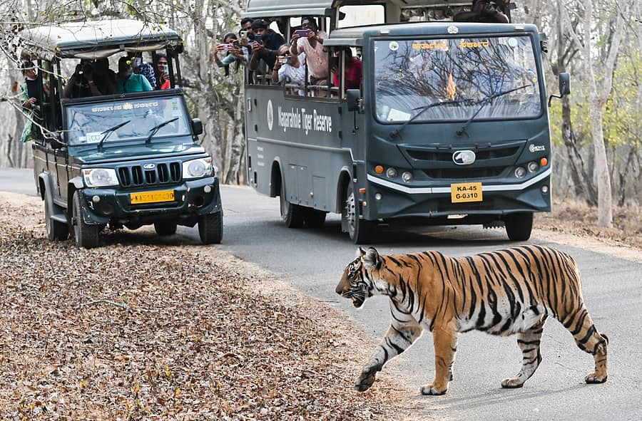 ಮೈಸೂರು ಜಿಲ್ಲೆಯ ನಾಗರಹೊಳೆ ಅಭಯಾರಣ್ಯದ ದಮ್ಮನಕಟ್ಟೆ ವ್ಯಾಪ್ತಿಯಲ್ಲಿ ಪ್ರವಾಸಿಗರು ಸಫಾರಿ ಮಾಡುತ್ತಿರುವುದು (ಸಂಗ್ರಹ ಚಿತ್ರ)