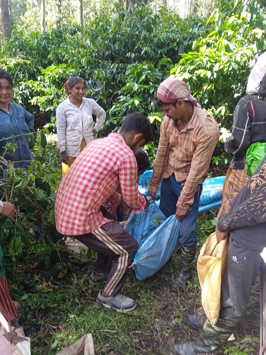 ಶನಿವಾರಸಂತೆ ವ್ಯಾಪ್ತಿಯಲ್ಲಿ ಕಾಫಿ ತೋಟದಲ್ಲಿ ಕಾರ್ಮಿಕರು ಕೆಲಸದಲ್ಲಿ ನಿರತರಾಗಿರುವುದು 