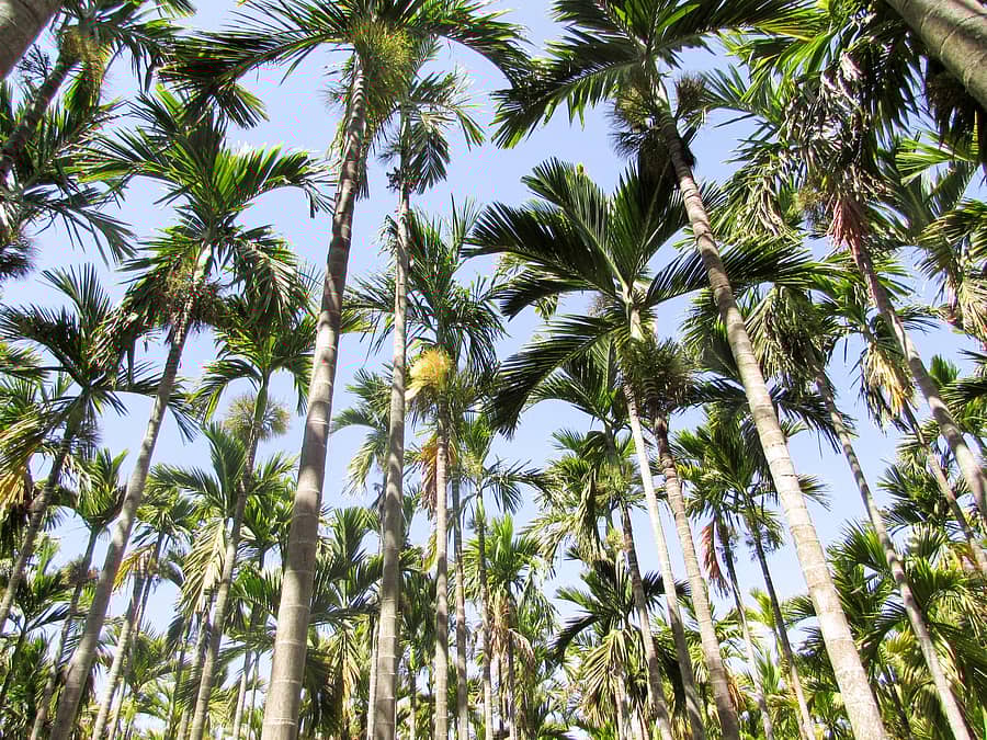 ಅಡಿಕೆ ತೋಟ
