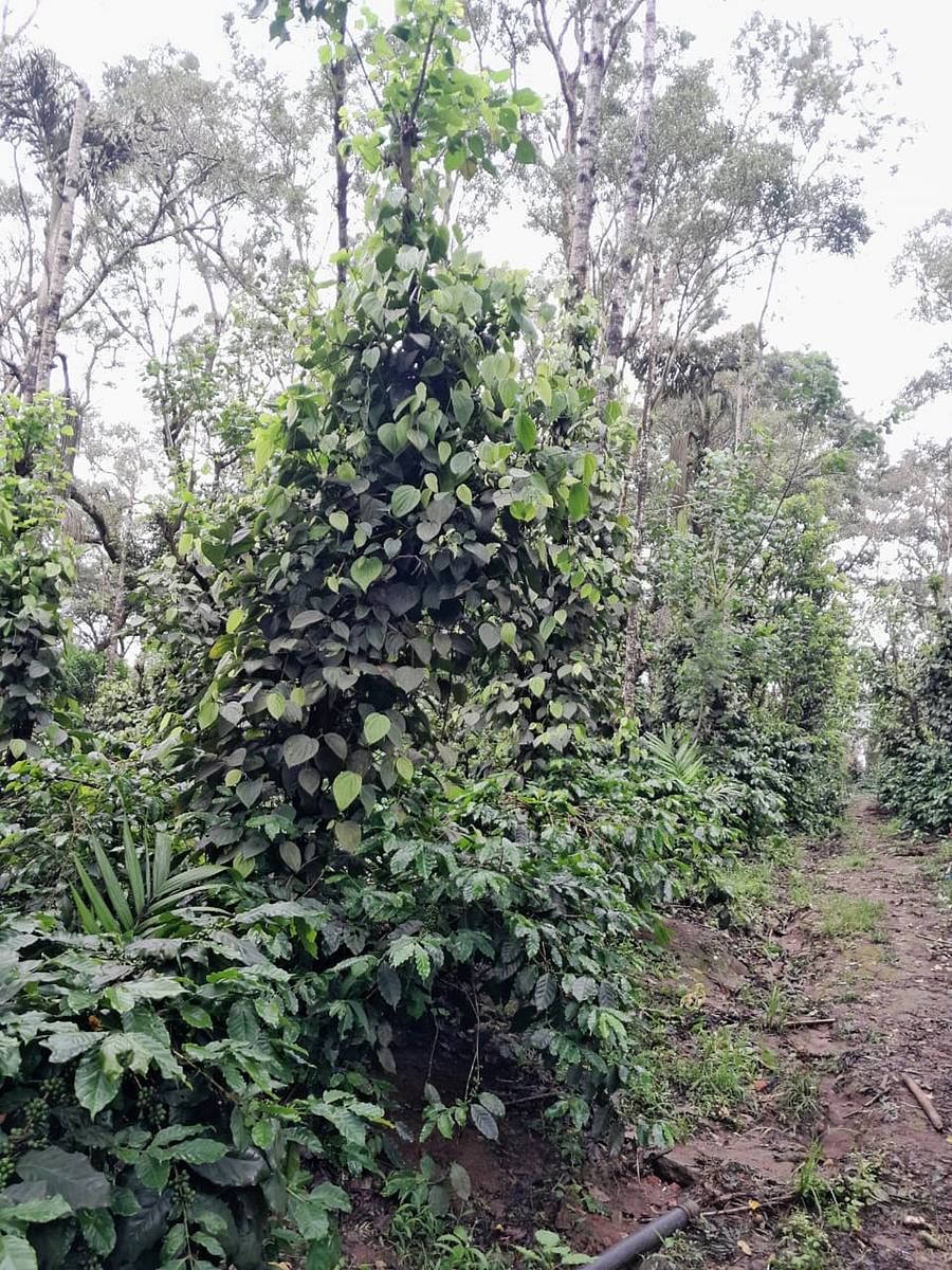 ಶನಿವಾರಸಂತೆ ಸಮೀಪ ಕಾಫಿ ಮತ್ತು ಕಾಳುಮೆಣಸು ತೋಟವು ಈಚೆಗೆ ಸುರಿದ ಮಳೆಯಿಂದ ಕಂಗೊಳಿಸುತ್ತಿದ್ದ ದೃಶ್ಯ ಮಂಗಳವಾರ ಕಂಡು ಬಂತು