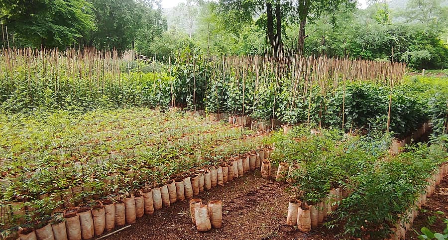 ಮರಿಯಮ್ಮನಹಳ್ಳಿಯ ಸಮೀಪದ ಗುಂಡಾ ಸಸ್ಯ ಕ್ಷೇತ್ರದ ಪ್ರಾದೇಶಿಕ ಅರಣ್ಯ ವಲಯ ವಿಭಾಗದಲ್ಲಿ ಬೆಳೆಸಲಾದ ವಿವಿಧ ಜಾತಿಯ ಸಸಿಗಳು