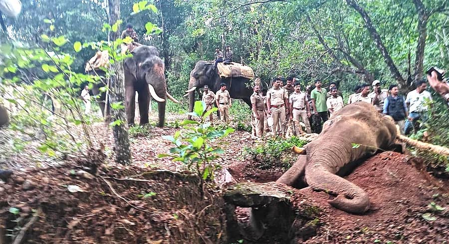 ಕುಂದಾಪುರ ತಾಲ್ಲೂಕಿನ ಸಿದ್ದಾಪುರದ ಹೆನ್ನಾಬೈಲಿನ ಉರಪಾಲ್ ಎಂಬಲ್ಲಿ ಅರವಳಿಕೆ ತಜ್ಞರ ಅರವಳಿಕೆ ಮದ್ದಿಗೆ ನಿದ್ದೆಗೆ ಜಾರಿರುವ ಗಜರಾಜ