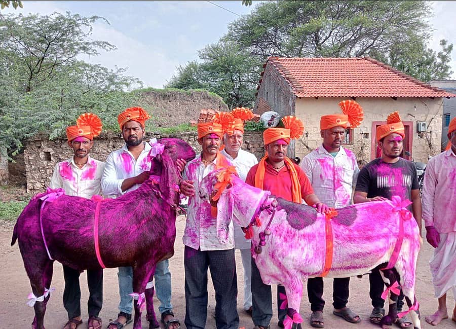 <div class="paragraphs"><p>ಚಿಕ್ಕೋಡಿ ತಾಲ್ಲೂಕಿನ ಇಟ್ನಾಳ ಗ್ರಾಂದಲ್ಲಿ ಶೆಂಡೂರೆ ದಂಪತಿ ಸಾಕಿರುವ ಮೇಕೆಗಳಿಗೆ ಗುಲಾಲು ಎರಚಿ ಆರತಿ ಬೆಳಗಿ ಪೂಜೆ ಸಲ್ಲಿಸಿ ವ್ಯಾಪಾರಿಗಳಿಗೆ ಹಸ್ತಾಂತರಿಸಿದರು.</p></div>