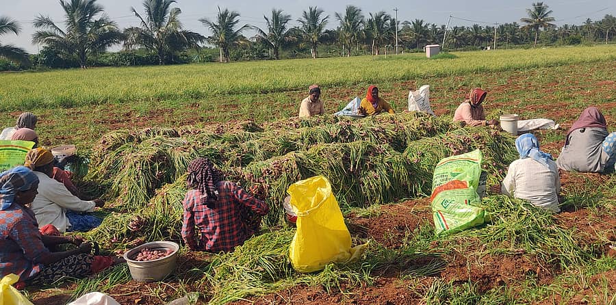 ಯಳಂದೂರು ತಾಲ್ಲೂಕಿನನಲ್ಲಿ ಈರುಳ್ಳಿ ಕೊಯ್ಲಿನಲ್ಲಿ ನಿರತರಾದ ಶ್ರಮಿಕರು