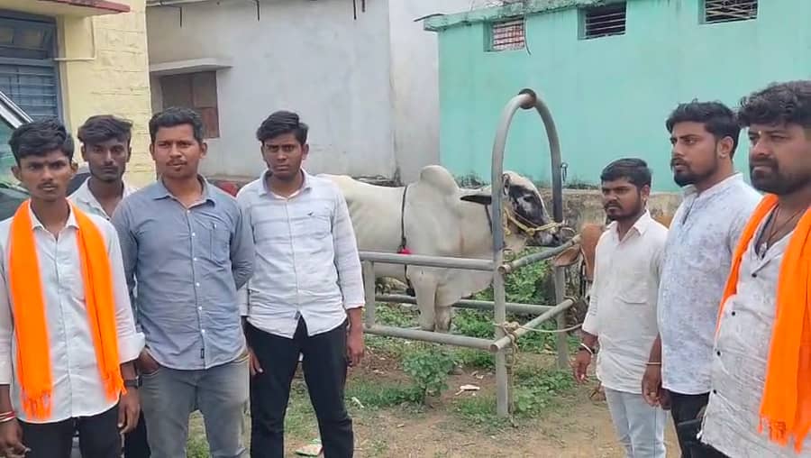 ಹುಲಸೂರ ತಾಲ್ಲೂಕಿನ ಬೇಲೂರು ಗ್ರಾಮದ ಬಜರಂಗದಳದ ಯುವಕರು ಎರಡು ಹೋರಿಗಳನ್ನು ಪೊಲೀಸರಿಗೆ ಒಪ್ಪಿಸಿದರು