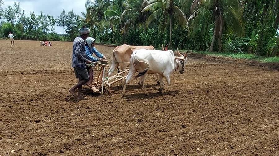 ಹಾನಗಲ್ ತಾಲ್ಲೂಕಿನ ಚಿಕ್ಕಾಂಶಿಹೊಸೂರ ಭಾಗದಲ್ಲಿ ಎತ್ತುಗಳ ಸಹಾಯದಿಂದ ಬಿತ್ತನೆ ನಡೆಯುತ್ತಿದೆ.