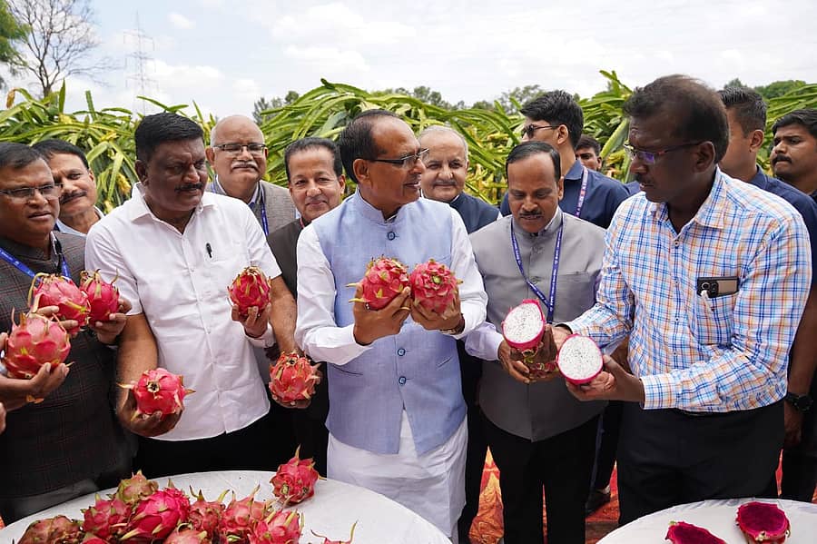 ಪ್ರಗತಿಪರ ರೈತರೊಬ್ಬರ ತಾಕಿಗೆ ಭೇಟಿ ನೀಡಿದ್ದ ಕೇಂದ್ರ ಕೃಷಿ ಸಚಿವ ಶಿವರಾಜ್‌ ಸಿಂಗ್ ಚೌಹಾಣ್ ಅವರು ಡ್ರ್ಯಾಗನ್ ಫ್ರೂಟ್ ಕೃಷಿ ಕುರಿತು ಮಾಹಿತಿ ಪಡೆದರು. ಐಐಎಚ್‌ಆರ್‌ ವಿಜ್ಞಾನಿ ಕೆ.ಕರುಣಾಕರನ್ ಹಾಜರಿದ್ದರು.