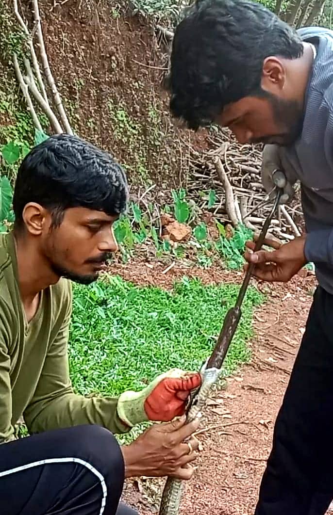 ಕುಮಟಾ ತಾಲ್ಲೂಕಿನ ಹೆಗಡೆ ಗ್ರಾಮದಲ್ಲಿ ನಾಗರ ಹಾವಿನ ಬಾಯಿಯಿಂದ ಚಾಕು ಹೊರತೆಗೆಯಲಾಯಿತು