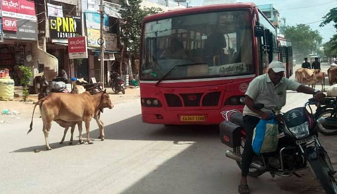 ರಾಯಚೂರಿನ ಚಂದ್ರಮೌಳೇಶ್ವರ ವೃತ್ತದ ಬಳಿಯ ಮುಖ್ಯ ರಸ್ತೆಯಲ್ಲಿ ಸಾರಿಗೆ ಬಸ್‌ಗೆ ಅಡ್ಡವಾಗಿ ನಿಂತಿರುವ ಆಕಳು ಮತ್ತು ಕರು