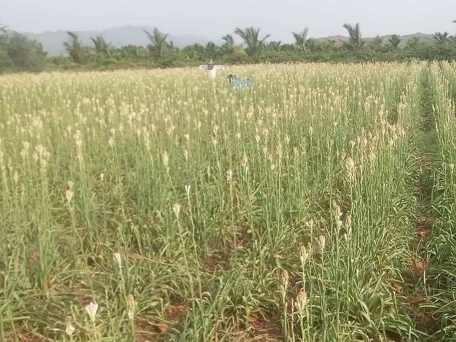 ಹೊಸದುರ್ಗದ ಅಂಚಿಬಾರಿಹಟ್ಟಿಯಲ್ಲಿ ಶಿವಕುಮಾರ್ ವಿ. ಅವರ ಜಮೀನಿನಲ್ಲಿ ಬೆಳೆದು ನಿಂತಿರುವ ಸುಗಂಧರಾಜ