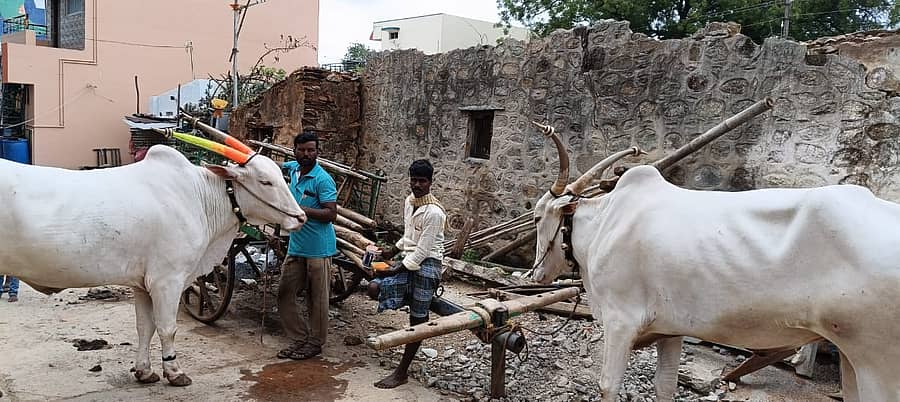 ಕಾರ ಹುಣ್ಣಿಮೆ ಅಂಗವಾಗಿ ಎತ್ತುಗಳಿಗೆ ಬಣ್ಣ ಬಳಿಯುತ್ತಿರುವ ಯುವ ರೈತರು.