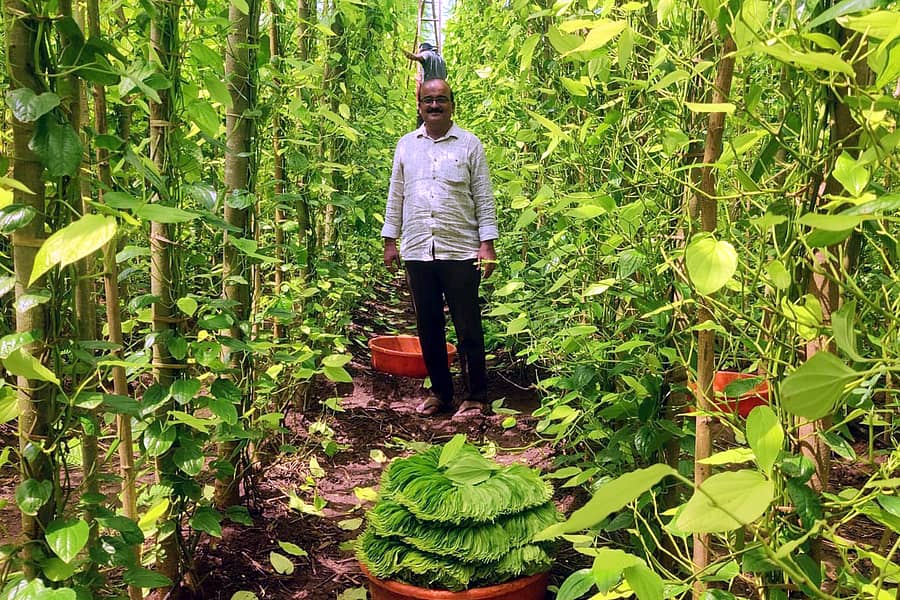 ಬನಹಟ್ಟಿಯ ಜಗದಾಳ ಗ್ರಾಮದ ತಮ್ಮ ಅರ್ಧ ಎಕರೆ ತೋಟದಲ್ಲಿ ವಿಳ್ಯೆದೆಲೆ ಬೆಳೆದಿರುವ ರೈತ ದೇವರಾಜ ರಾಠಿ