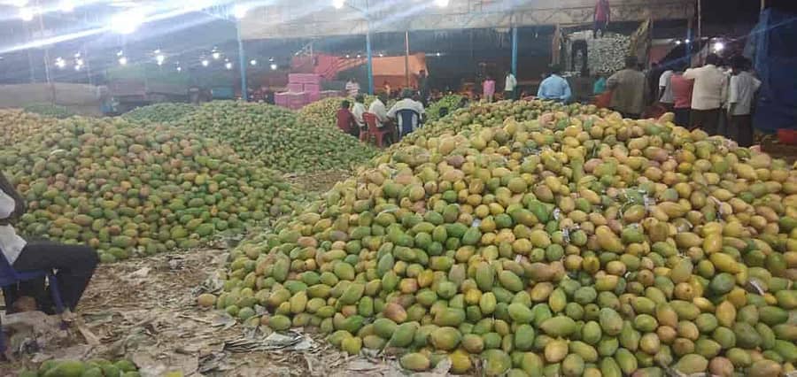 ಚಿಂತಾಮಣಿಯ ಮಂಡಿಯಲ್ಲಿ ಮಾರಾಟಕ್ಕೆ ಬಂದಿರುವ ಮಾವು