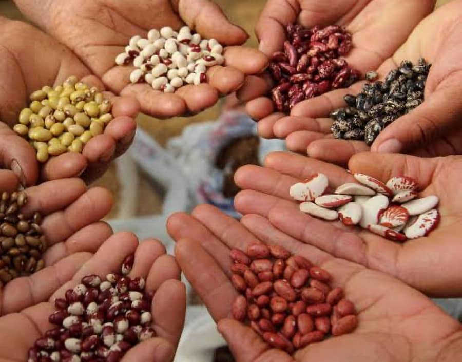 ದೇಶಿ ತಳಿಗಳು (ಸಾಂದರ್ಭಿಕ ಚಿತ್ರ)