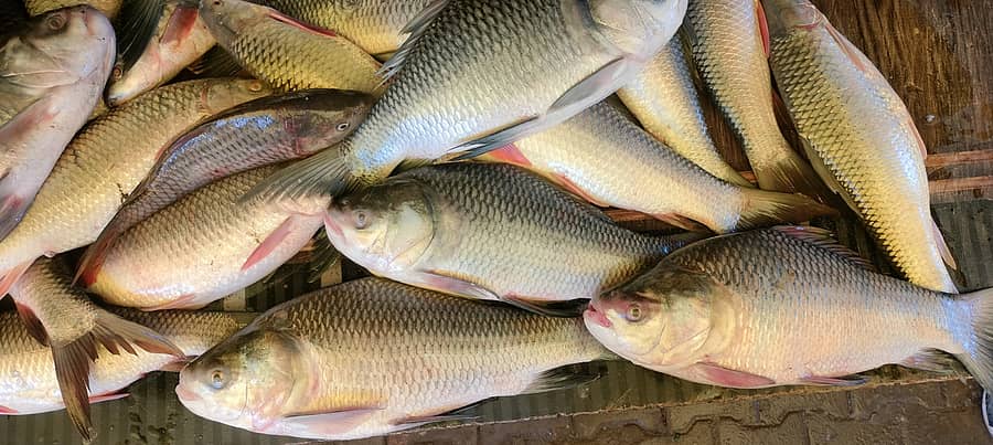 ಹಾನಗಲ್ ತಾಲ್ಲೂಕಿನಲ್ಲಿ ಕೆರೆಗಳ ಮೀನು