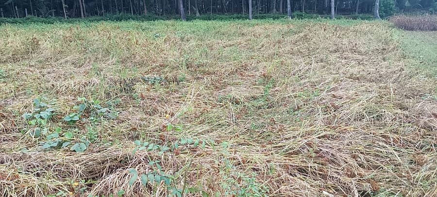 ರಾಮನಗರದ ಹೊರವಲಯದಲ್ಲಿ ಮಳೆಗೆ ನೆಲ ಕಚ್ಚಿರುವ ರಾಗಿ (ಸಂಗ್ರಹ ಚಿತ್ರ)