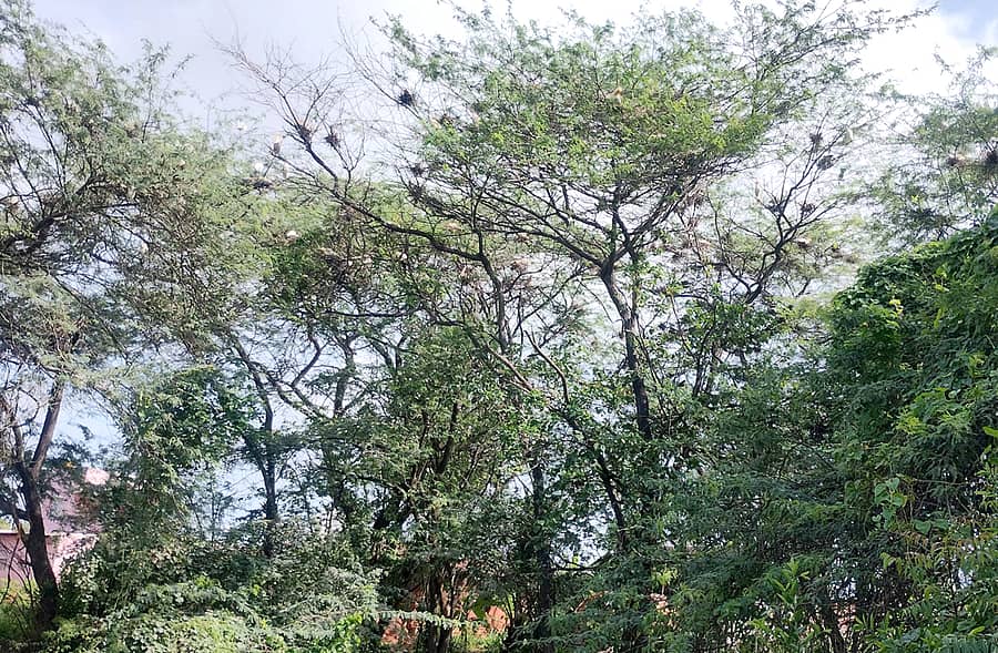 ಮಳವಳ್ಳಿ ತಾಲ್ಲೂಕಿನ ದುಗ್ಗನಹಳ್ಳಿಯಲ್ಲಿನ ಗೋವಕ್ಕಿಗಳ ಪಕ್ಷಿಧಾಮ