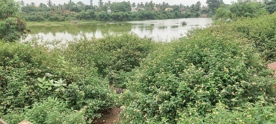 ಶಿಗ್ಗಾವಿ ಪಟ್ಟಣದಲ್ಲಿನ ರಾಚನಕಟ್ಟಿ ಕೆರೆ ಸುತ್ತಲು ಗಿಡಗಂಟಿ ಬೆಳೆದಿರುವುದು.