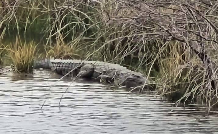 ಹುನಗುಂದ ತಾಲೂಕಿನ ಅಮರಾವತಿ- ಬಿಂಜವಾಡಗಿ ಬಳಿ ನೀರಿನ ಗುಂಡಿಯಲ್ಲಿ ಕಾಣಿಸಿಕೊಂಡ ಮೊಸಳೆ