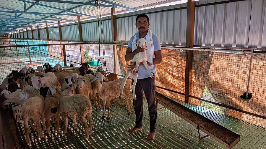 ಕುರಿಗಳೊಂದಿಗೆ ನವಲಗುಂದ ತಾಲ್ಲೂಕಿನ ಮೊರಬ ಗ್ರಾಮದ ಪ್ರಗತಿಪರ ರೈತ ಗಂಗಪ್ಪ ಕಾಲವಾಡ