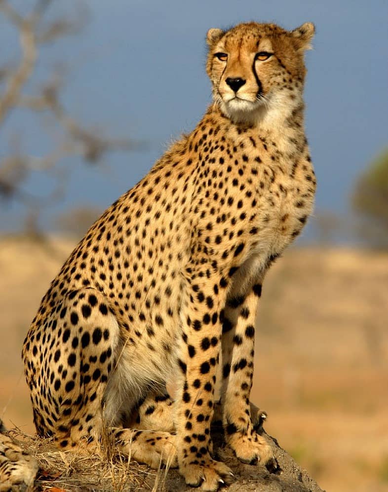 ಚಿರತೆ (ಸಾಂದರ್ಭಿಕ ಚಿತ್ರ)