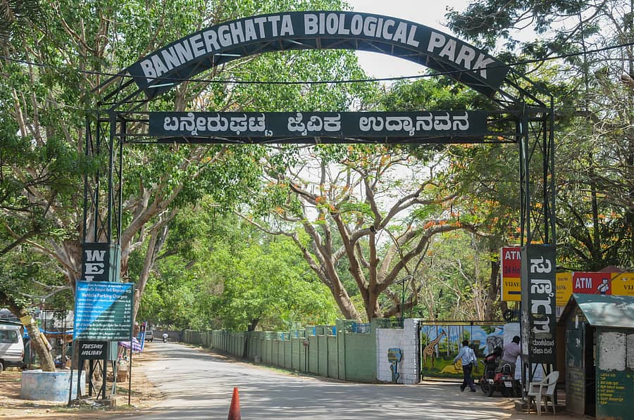 Bannerghatta Biological Park. Photo by S K Dinesh