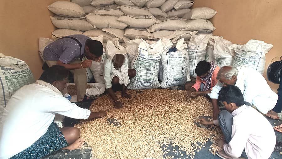 <div class="paragraphs"><p> ಶೇಂಗಾ ಬೀಜಗಳನ್ನು ಪರೀಕ್ಷಿಸುತ್ತಿರುವ ರೈತರು</p></div>