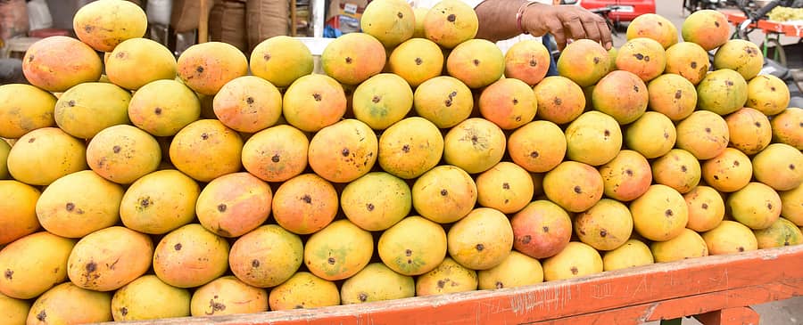 ‘ಹಣ್ಣುಗಳ ರಾಜ’ ಮಾವು