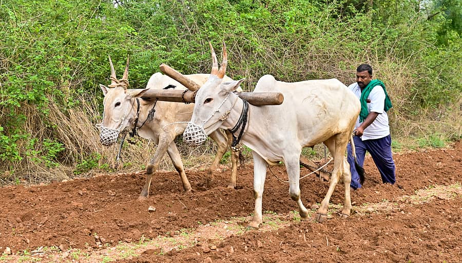 ಕೃಷಿ ಚಟುವಟಿಕೆಯಲ್ಲಿ ನಿರತನಾದ ರೈತ    –ಪ್ರಜಾವಾಣಿ ಚಿತ್ರ 
