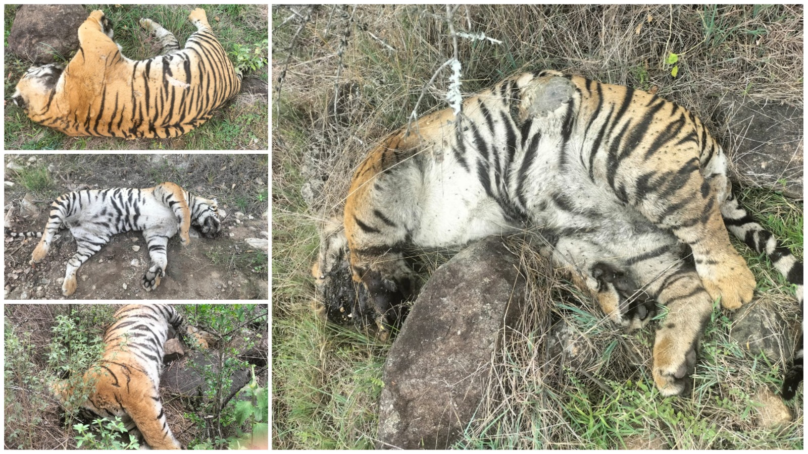 <div class="paragraphs"><p>ಹುಲಿಗಳು ಮೃತಪಟ್ಟಿರುವ ದೃಶ್ಯ</p></div>