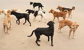 <div class="paragraphs"><p>ಪ್ರಾತಿನಿಧಿಕ ಚಿತ್ರ</p></div>