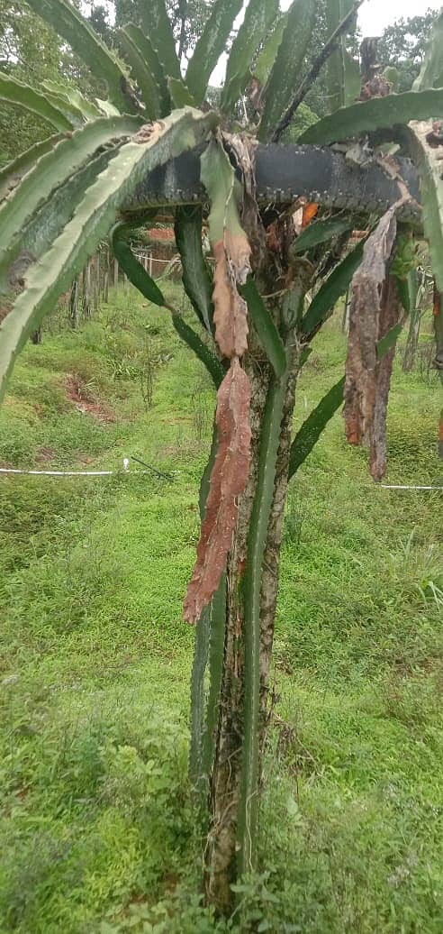 ಜಡ್ಕಲ್‌ನ ವಾಸು ಅವರ ತೋಟದಲ್ಲಿ ಡ್ರ್ಯಾಗನ್‌ಫ್ರೂಟ್‌ ಗಿಡದ ಕೆಲವು ಭಾಗಗಳು ಕೊಳೆತಿರುವುದು        