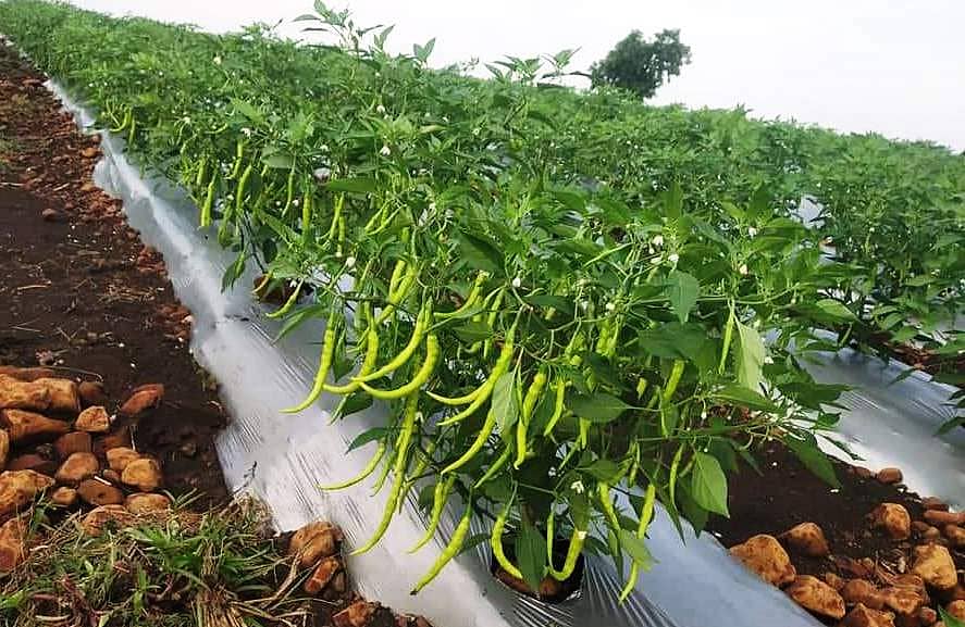 ರೈತ ಅಂಕುಶ ವಾಡೇಕರ್ ಅವರ ಹೊಲದಲ್ಲಿ ಬೆಳೆದ ಹಸಿ ಮೆಣಸಿನಕಾಯಿ