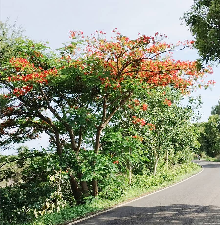 ಚಿಂತಾಮಣಿ ಹೊರವಲಯದ ಬೆಂಗಳೂರು ರಸ್ತೆ ಬದಿ ಕಂಗೊಳಿಸುತ್ತಿರುವ ಗುಲ್‌ ಮೊಹರ್‌
