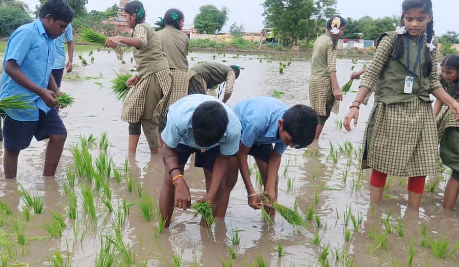 ಕಂಪ್ಲಿ ತಾಲ್ಲೂಕು ನಂ.1 ಇಟಗಿ ಗ್ರಾಮದ ಸರ್ಕಾರಿ ಹಿರಿಯ ಪ್ರಾಥಮಿಕ ಶಾಲೆಯ 7ನೇ ತರಗತಿ ವಿದ್ಯಾರ್ಥಿಗಳು ರೈತ ಪ್ರಸಾದ್‍ಗೌಡರ ಗದ್ದೆಯಲ್ಲಿ ಮಂಗಳವಾರ ಭತ್ತದ ಸಸಿ ನಾಟಿ ಮಾಡಿದರು 
