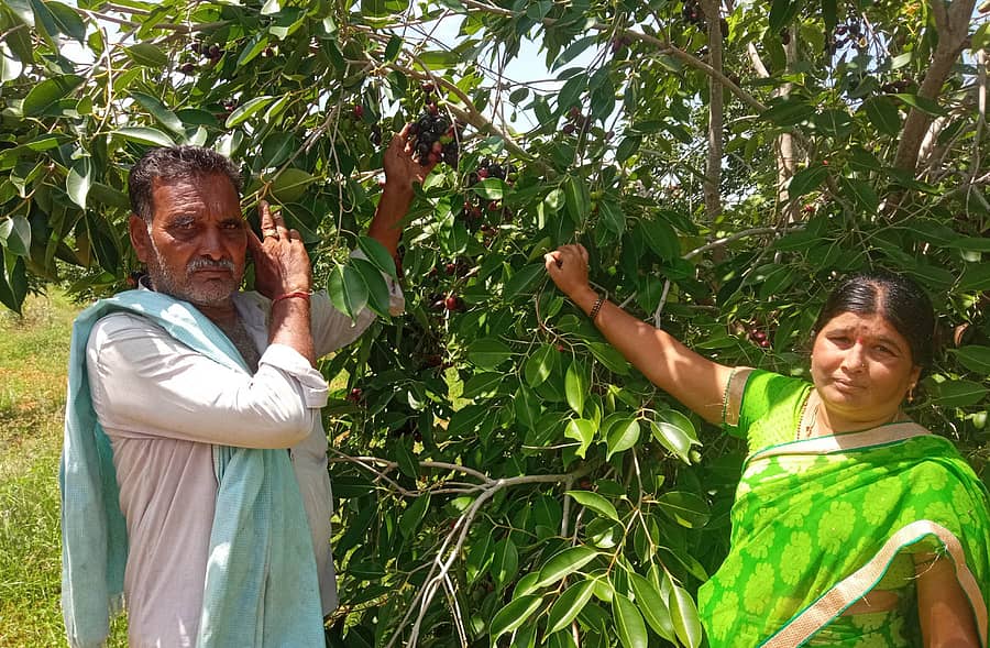 ಧರ್ಮಪುರ ಸಮೀಪದ ಹೊಂಬಳದಹಟ್ಟಿ ಗ್ರಾಮದ ಎಚ್.ಬಿ.ಕಾಂತರಾಜು–  ಸುಜಾತಾ ರೈತ ದಂಪತಿ ಜಂಬೂನೇರಳೆ ತೋಟದಲ್ಲಿ