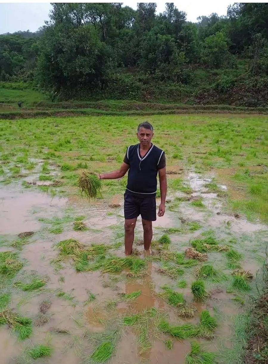 ಸುಂಟಿಕೊಪ್ಪ ಸಮೀಪದ ಕುಂಬಾರಗಡಿಗೆ ಗ್ರಾಮದ ಕನ್ನಿಕಂಡ ಕುಟ್ಟಪ್ಪ ಅವರ ಗದ್ದೆಯಲ್ಲಿ ನಾಟಿ ಮಾಡಲು ಇರಿಸಿದ್ದ ಭತ್ತದ ಸಸಿಗಳನ್ನು ಕಾಡು ಪ್ರಾಣಿಗಳು ನಾಶ ಮಾಡಿರುವುದು