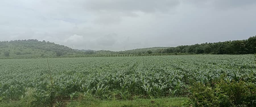 ಚಿಕ್ಕಜಾಜೂರು ಸಮೀಪದ ಬಿ. ದುರ್ಗ ಗ್ರಾಮದ ಜಮೀನೊಂದರಲ್ಲಿ ಹಚ್ಚ ಹಸಿರಿನಿಂದ ಕಂಗೊಳಿಸುತ್ತಿರುವ ಮೆಕ್ಕೆಜೋಳದ ಪೈರು