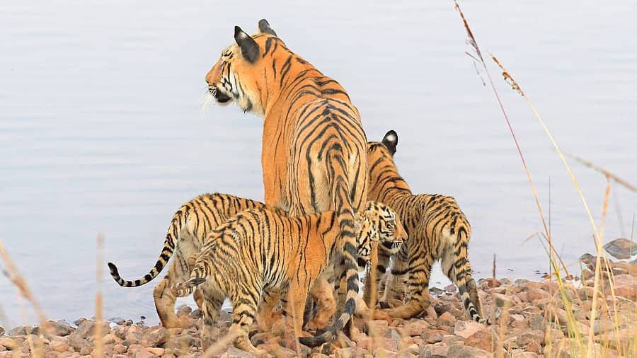 ಚಿತ್ರ: ಶಿವಕುಮಾರ್ ಬಿ. ಮೈಸೂರು