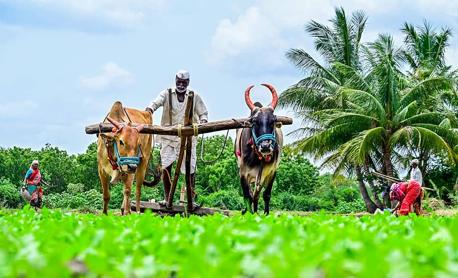 <div class="paragraphs"><p>ಕಲಬುರಗಿಯ ರಾಜಾಪುರ ಬಳಿ ಶನಿವಾರ ಕೃಷಿ ಚಟುವಟಿಕೆಯಲ್ಲಿ ತೊಡಗಿರುವ ರೈತರು. </p></div>