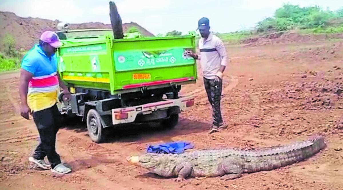 <div class="paragraphs"><p>ಬಾಗಲಕೋಟೆ ಜಿಲ್ಲೆಯ ಹಿರೇಪಡಸಲಗಿ ಗ್ರಾಮದ ಹೊಲದಲ್ಲಿ ಪತ್ತೆಯಾದ ಮೊಸಳೆ (ಸಂಗ್ರಹ ಚಿತ್ರ)</p></div>