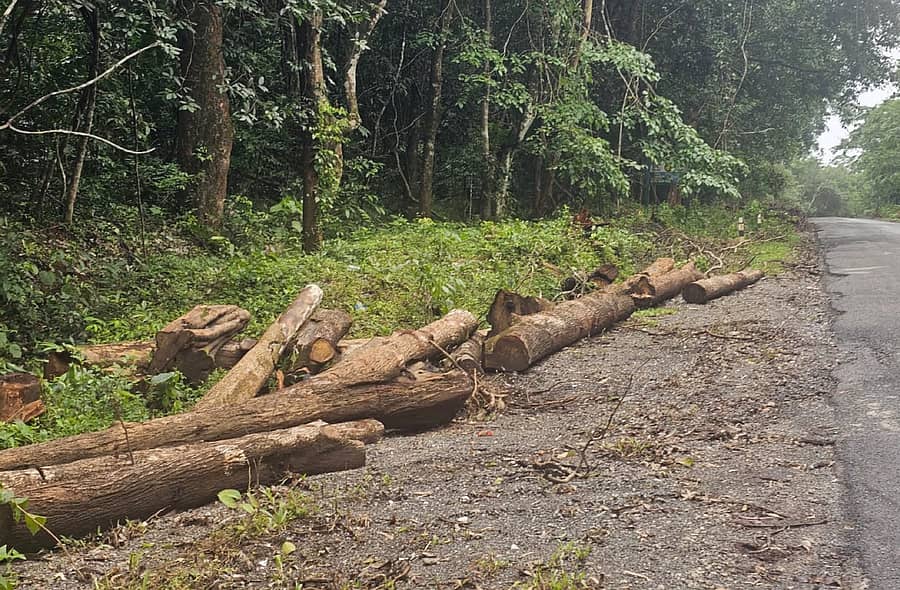 ಶಿರಸಿ ಹಾವೇರಿ ರಸ್ತೆ ವಿಸ್ತರಣೆಗಾಗಿ ತಾಲ್ಲೂಕಿನ ಮಾವಿನಕೊಪ್ಪ ಸಮೀಪ ರಸ್ತೆ ಪಕ್ಕ ಮರಗಳನ್ನು ಕತ್ತರಿಸಿರುವುದು
