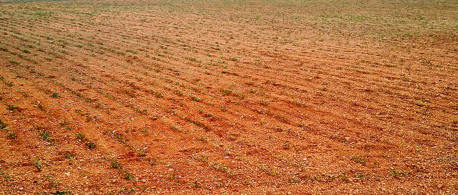ನರೇಗಲ್ ವ್ಯಾಪ್ತಿಯ ಹೊಲವೊಂದರಲ್ಲಿ ಮಳೆ ಕೊರತೆಯಿಂದಾಗಿ ಬಾಡುತ್ತಿರುವ ಹೆಸರು ಬೆಳೆ