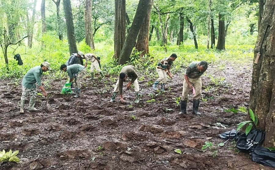 ನಾಗರಹೊಳೆ ಅರಣ್ಯದಲ್ಲಿ ಸೋಮವಾರ ಬಿದಿರು ಬಿತ್ತನೆ ಕಾರ್ಯ ಬಿರುಸಿನಿಂದ ನಡೆಯಿತು
