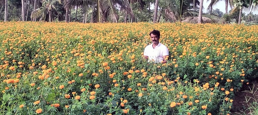 ತಮ್ಮ ಚೆಂಡು ಹೂವಿನ ತೋಟದಲ್ಲಿ ಎ.ಎಸ್‌.ಸಿದ್ದರಾಜು